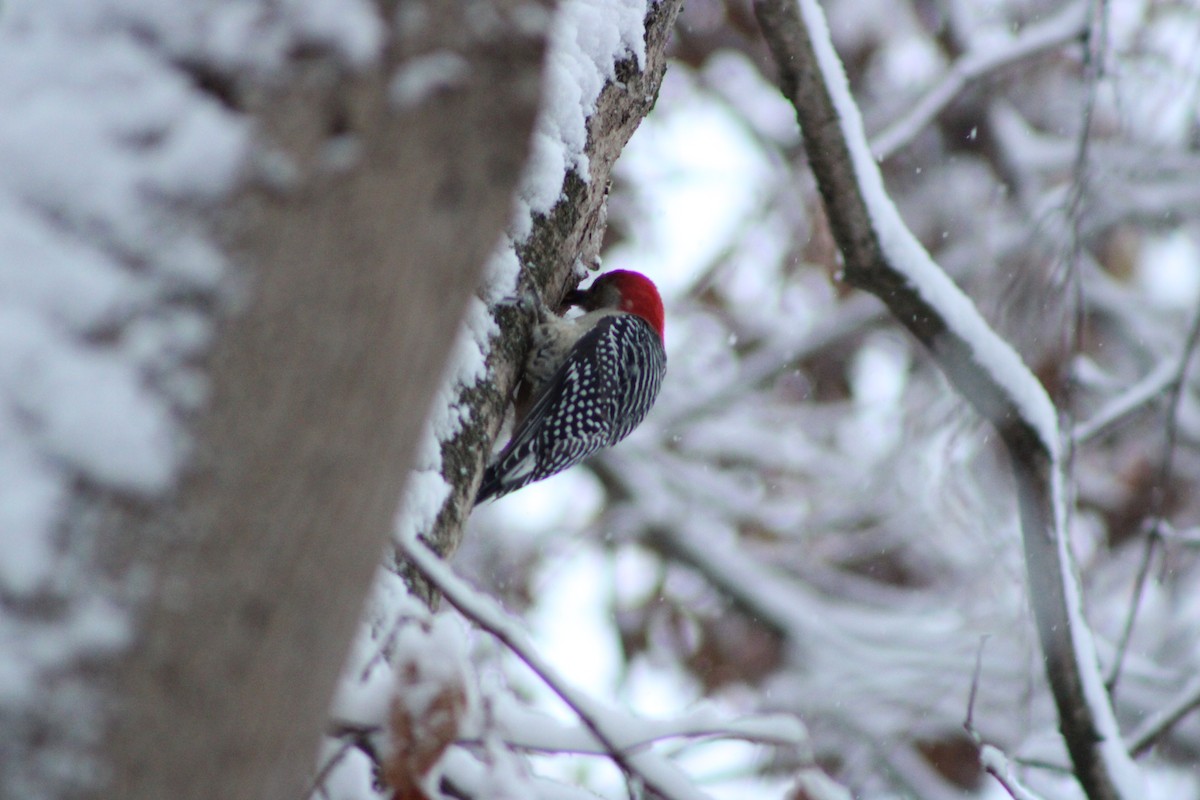 Red-bellied Woodpecker - ML646465098