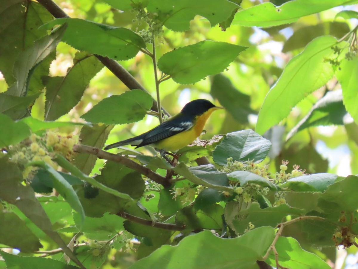 Tropical Parula - ML646465099