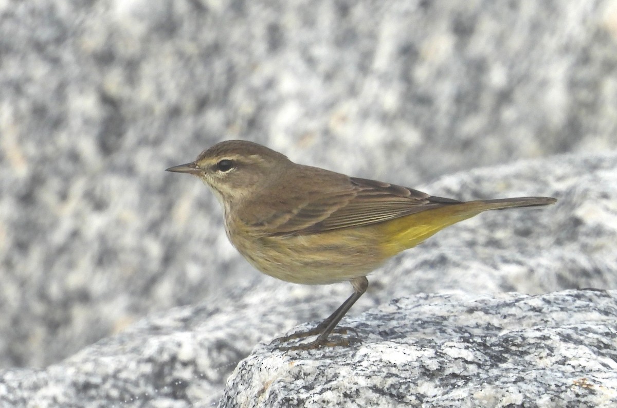 Palm Warbler - ML646465100