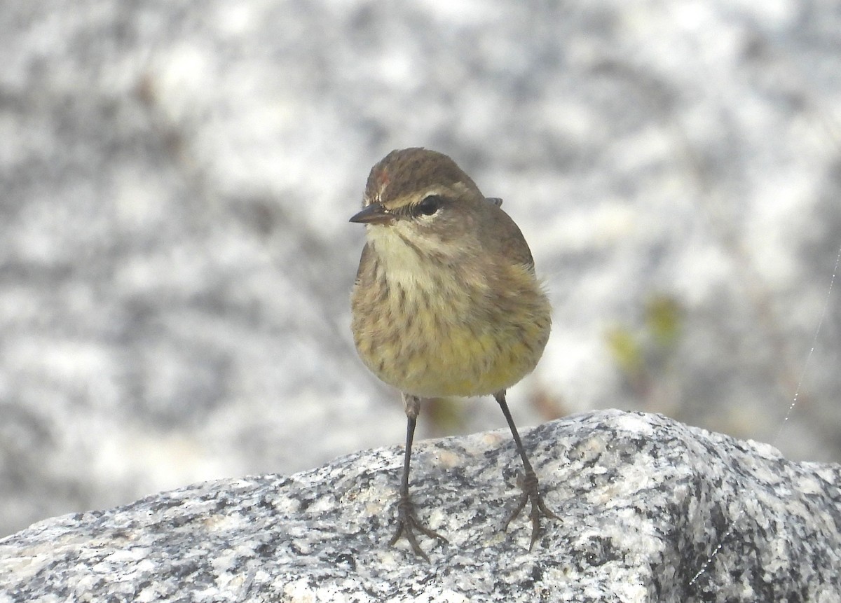 Palm Warbler - ML646465101