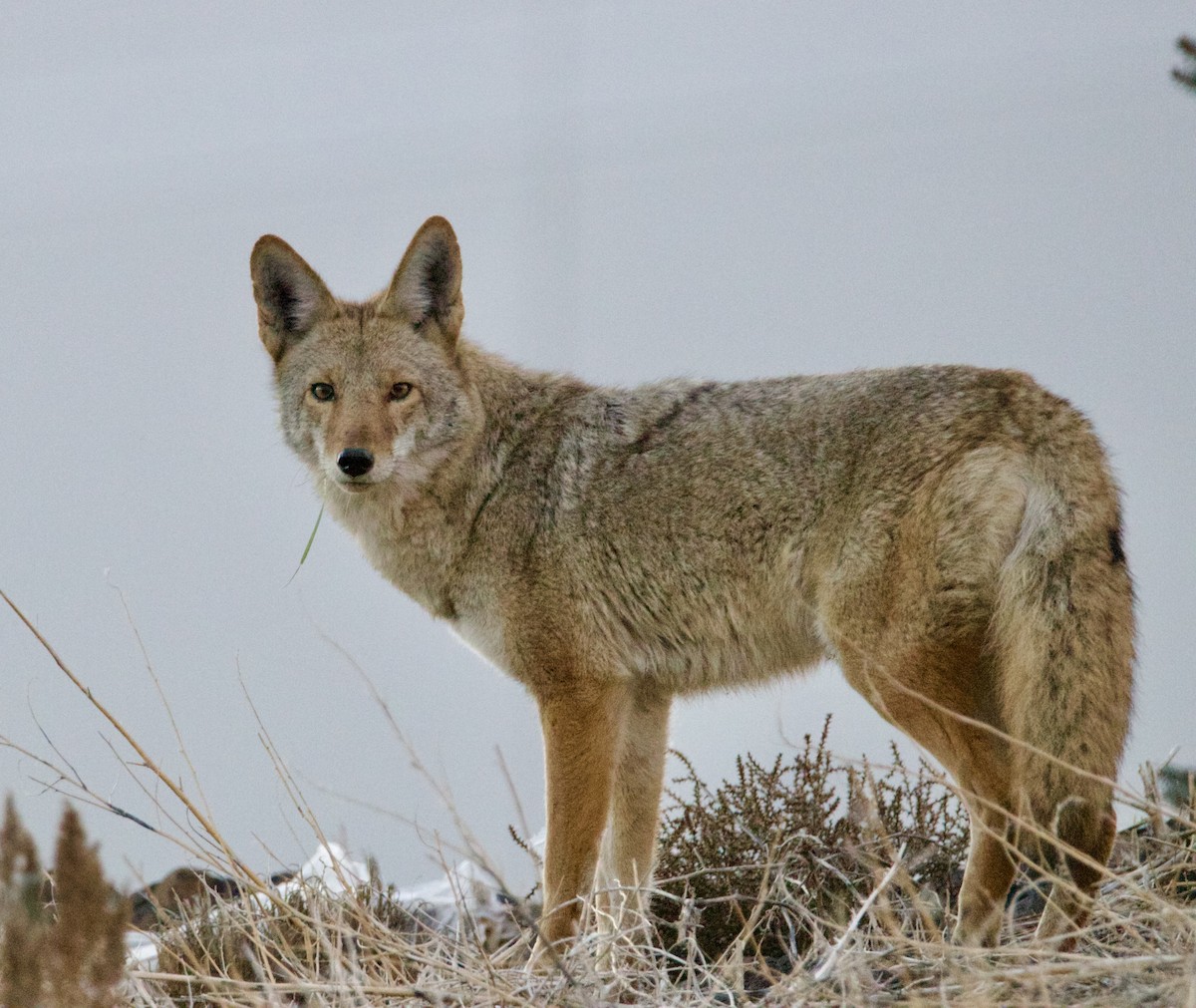Coyote - ML646465102