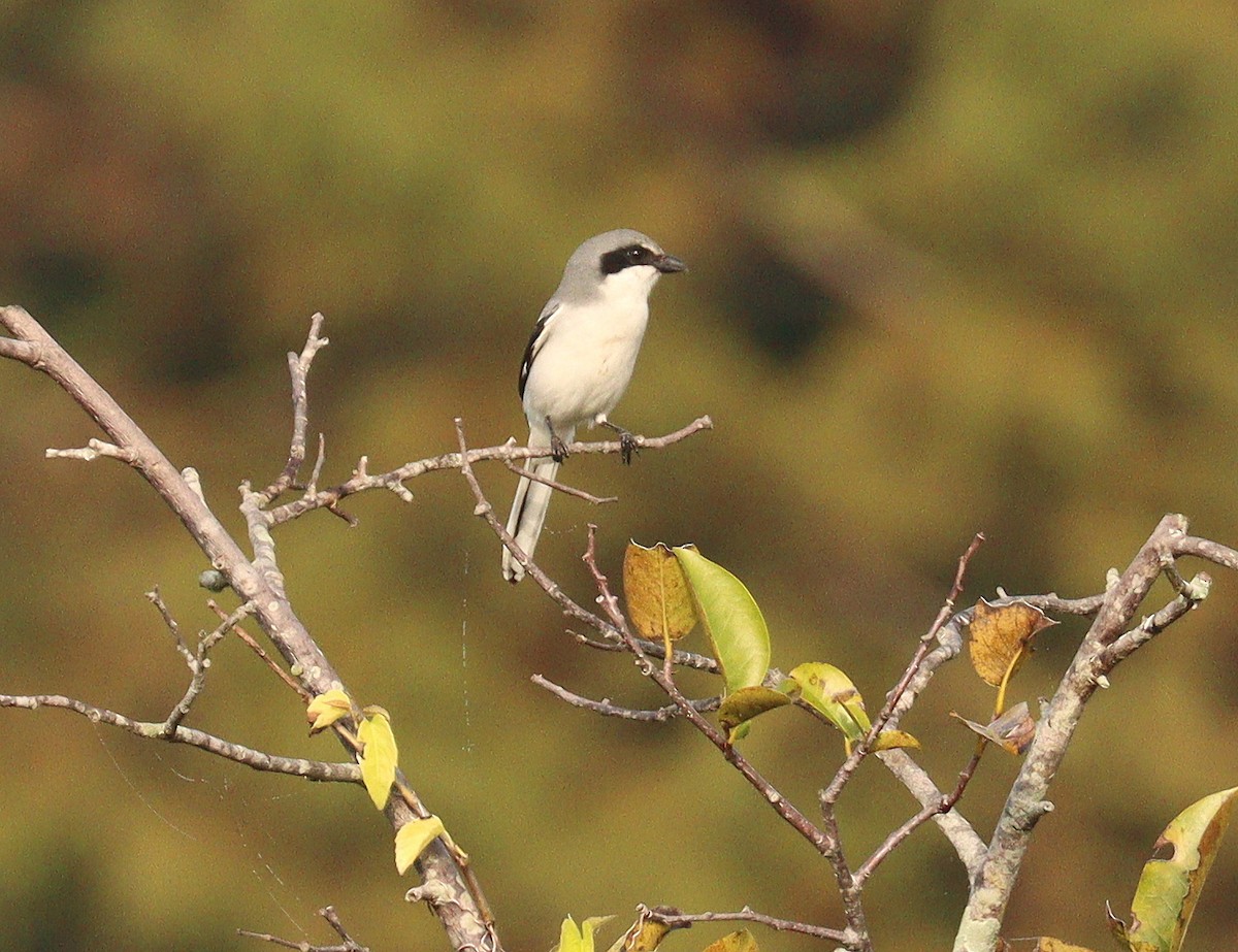Loggerhead Shrike - ML646465108