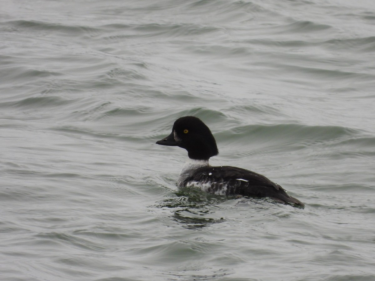 Barrow's Goldeneye - ML646465109