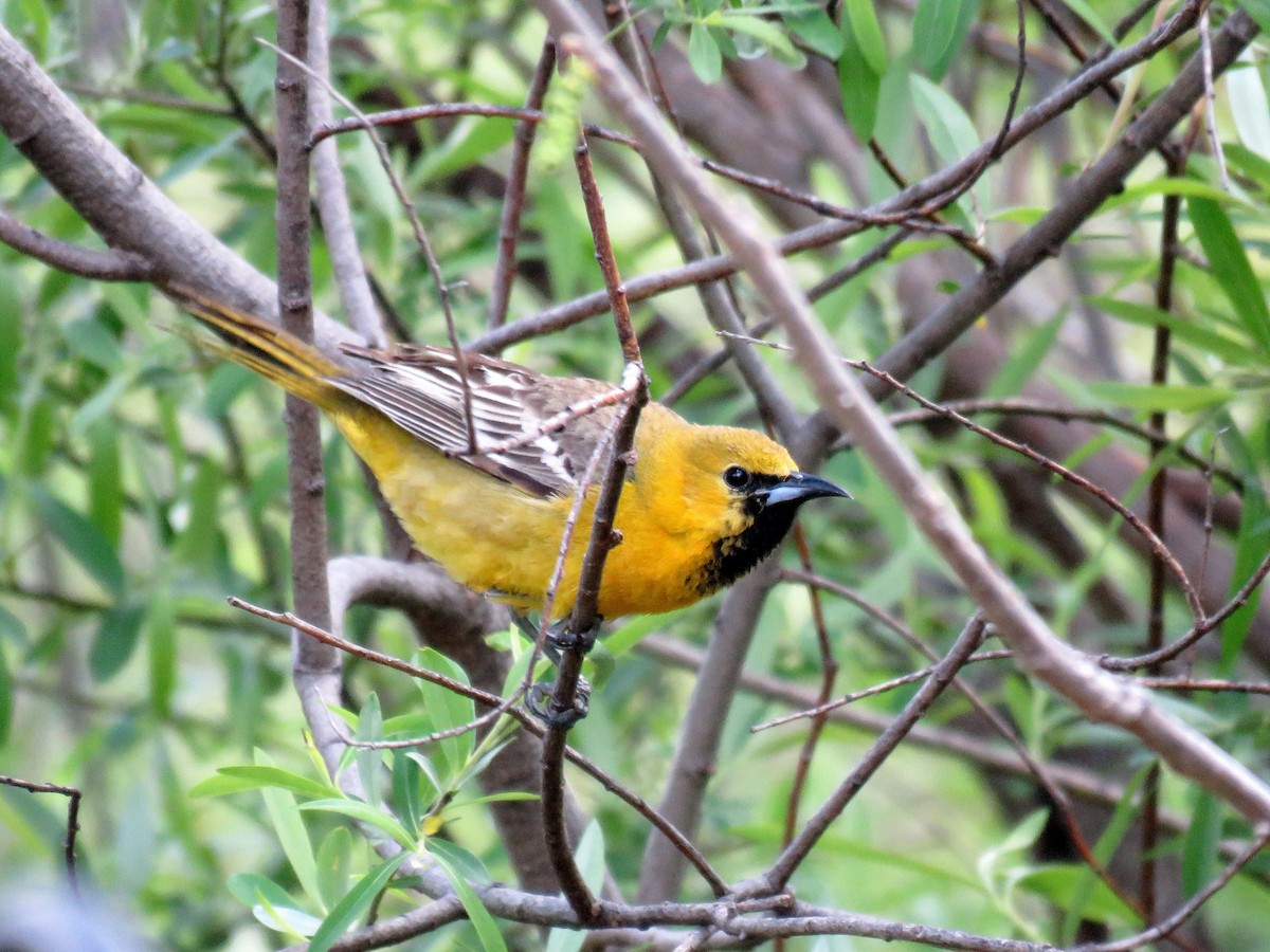 Hooded Oriole - ML64646511