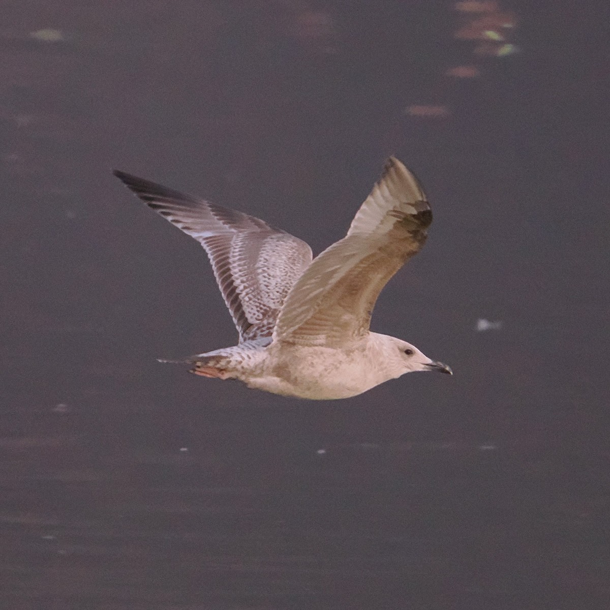 Larus sp. - ML646465110