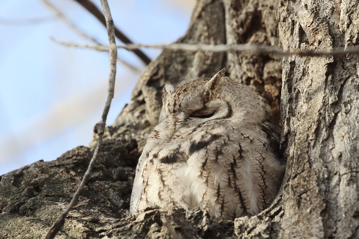 Eastern Screech-Owl - ML646465112