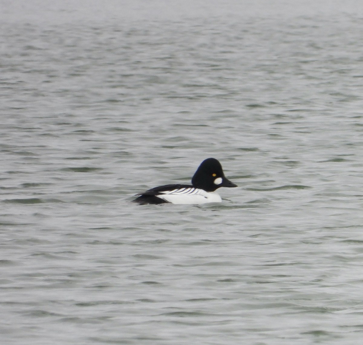 Алаг шунгаач - ML646465114