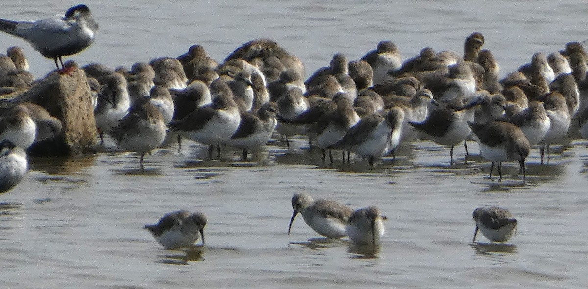 Bécasseau maubèche - ML646465115