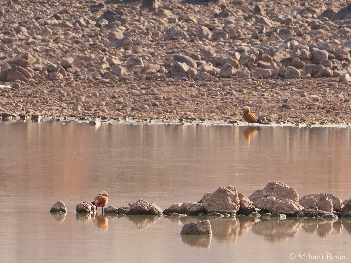 Огарь - ML646465116