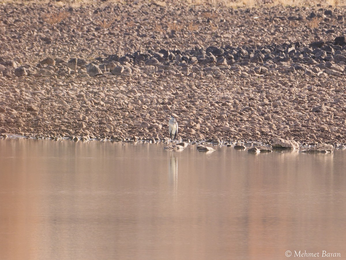 Серая цапля - ML646465122