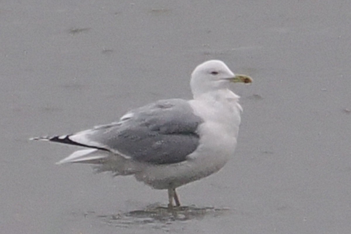 Caspian Gull - ML646465123