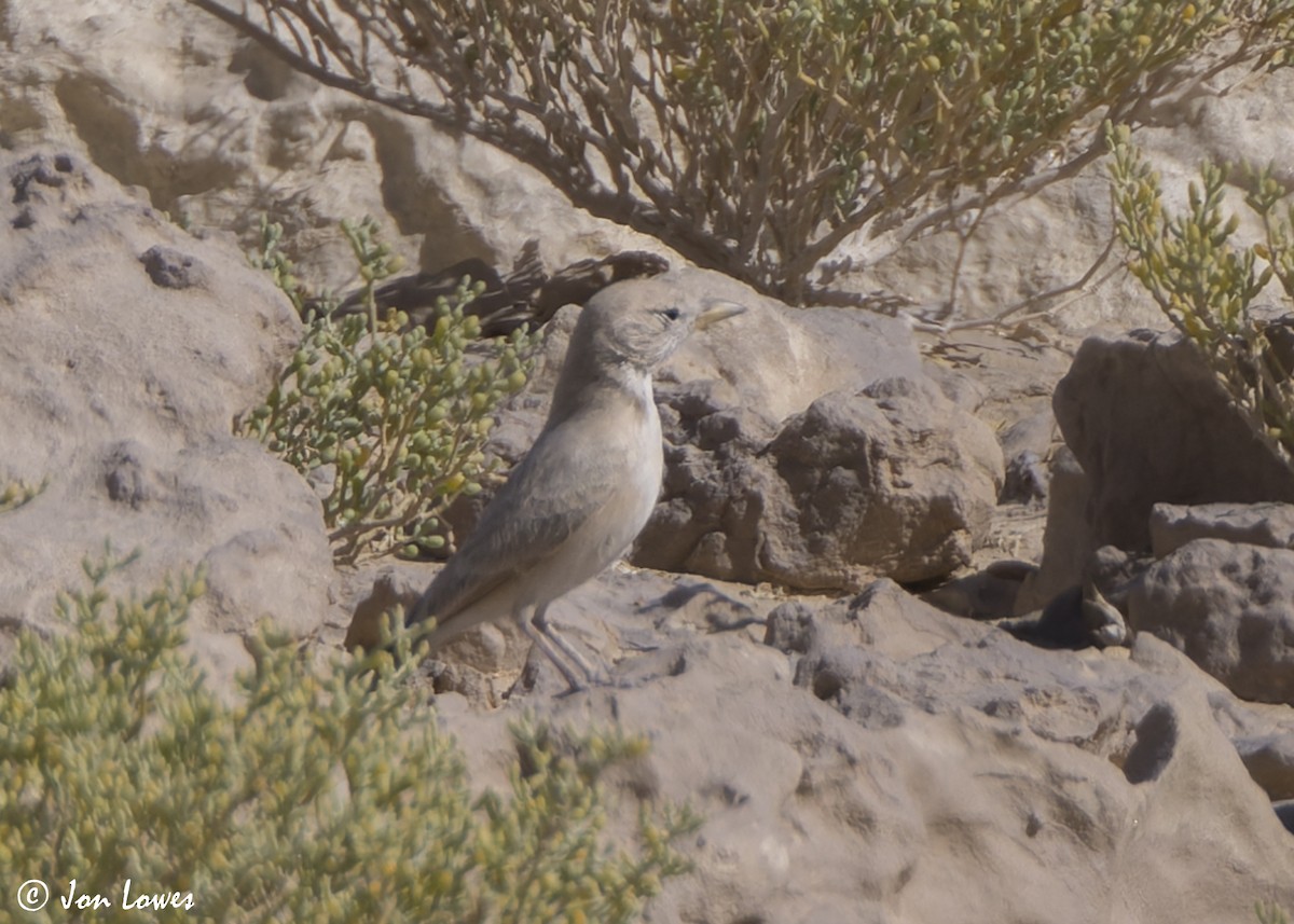 Ammomane isabelline - ML646465125