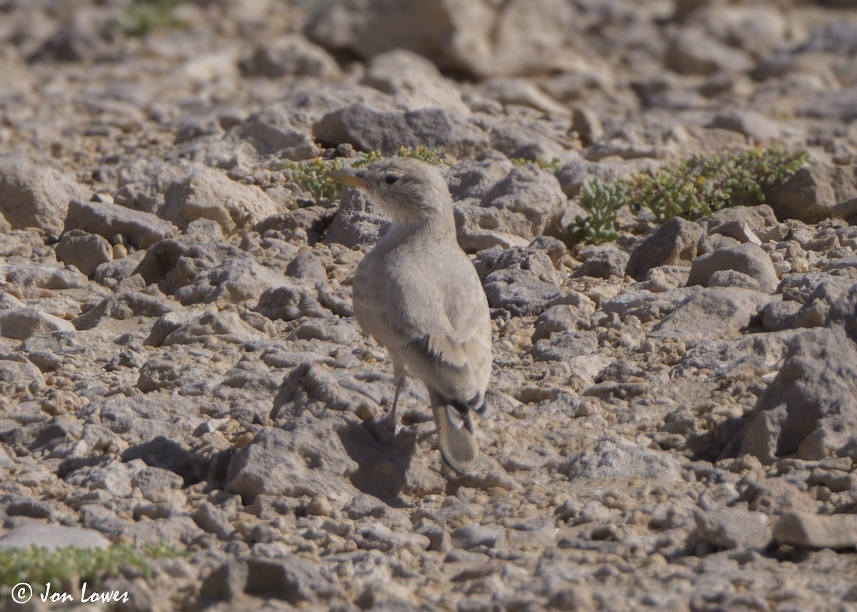 Ammomane isabelline - ML646465126