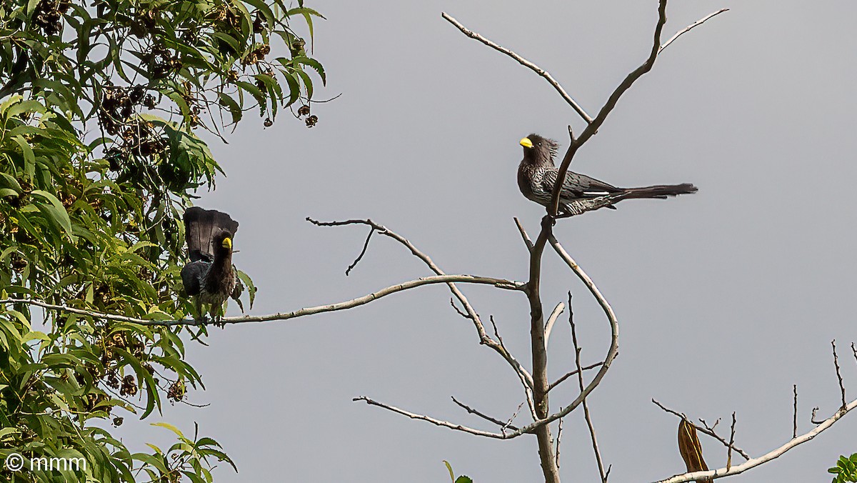 Western Plantain-eater - ML646465128