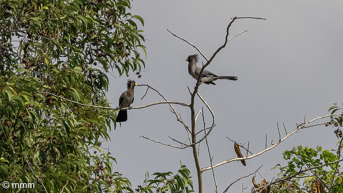 Western Plantain-eater - ML646465129