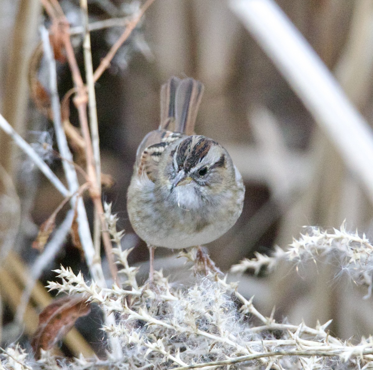 Swamp Sparrow - ML646465130