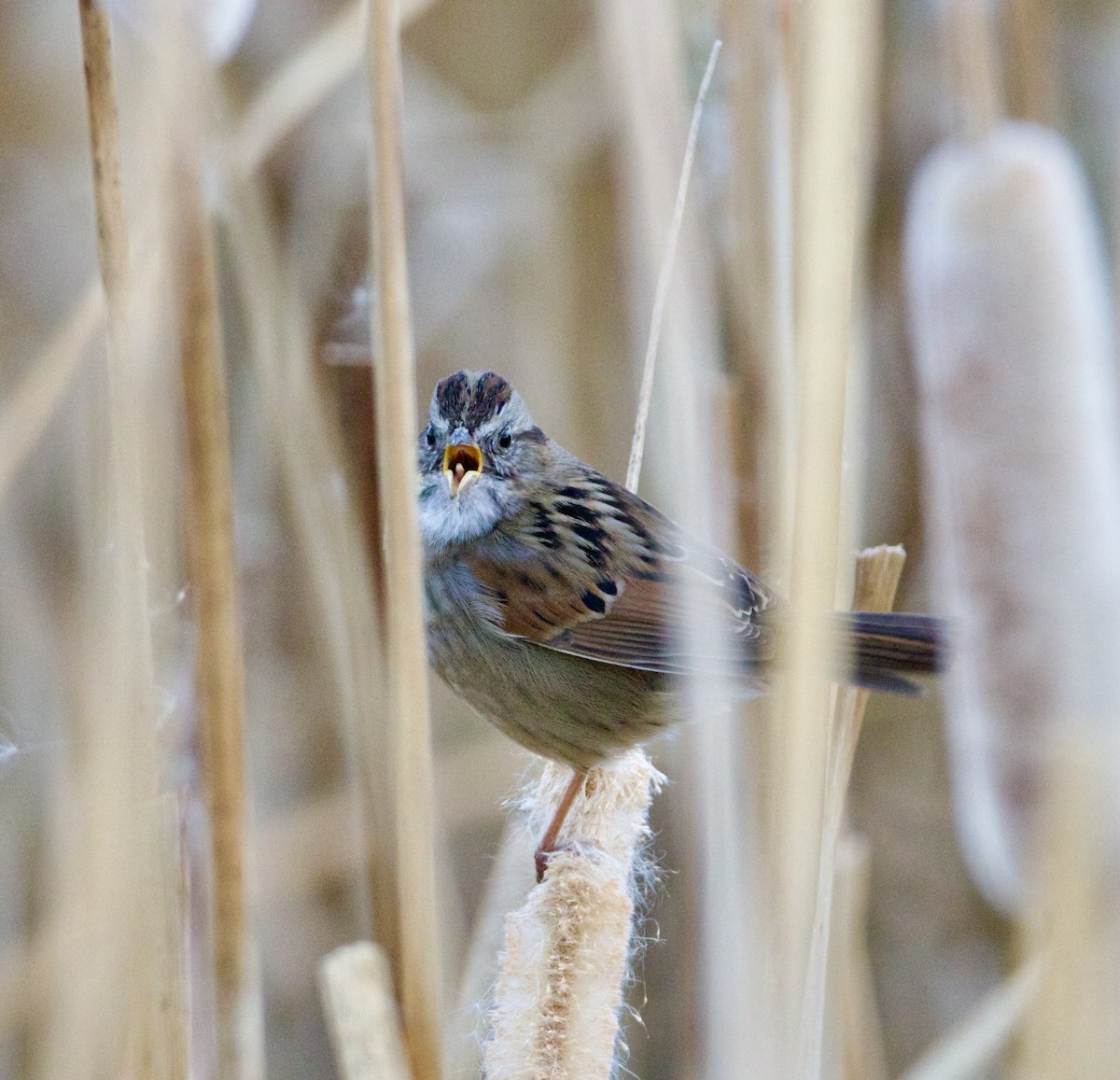 Swamp Sparrow - ML646465131