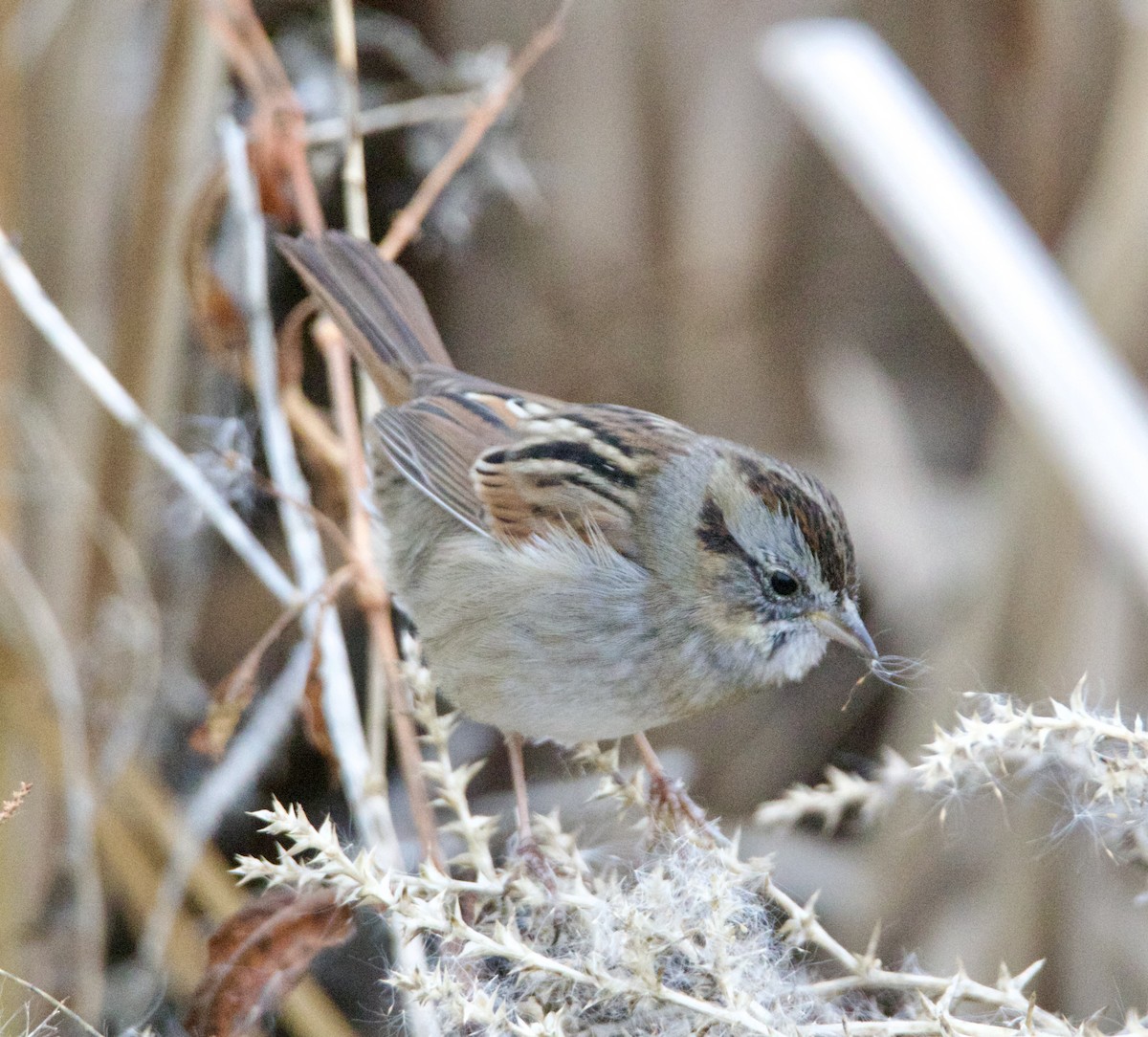 Swamp Sparrow - ML646465132