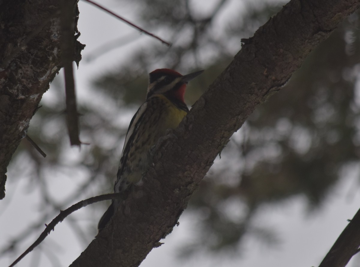Yellow-bellied Sapsucker - ML646465136