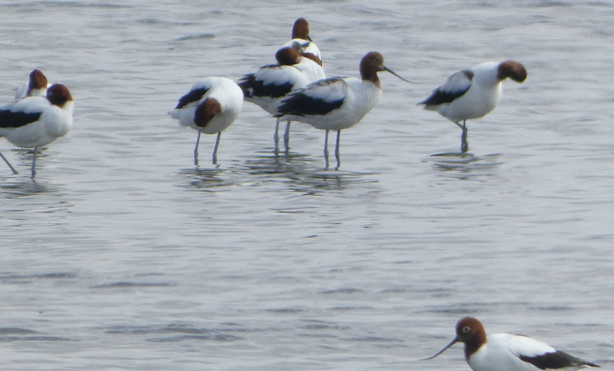 Red-necked Avocet - ML646465138