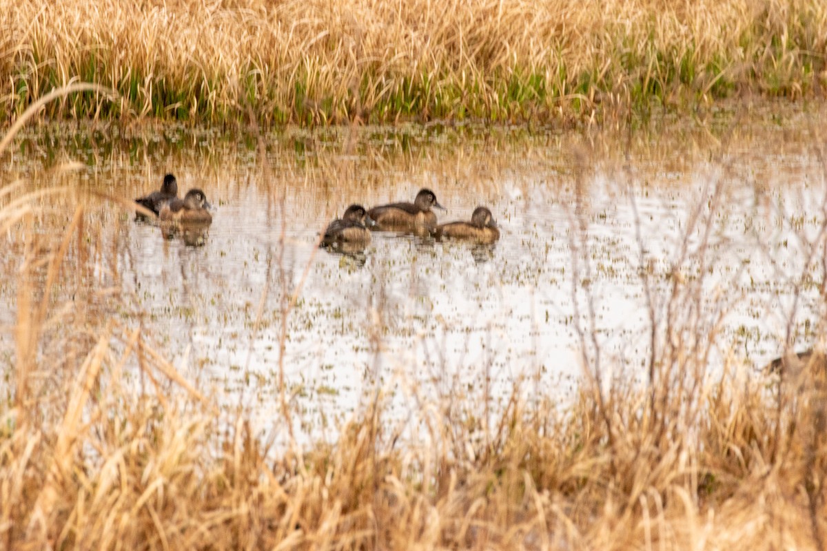 polák proužkozobý - ML646465141