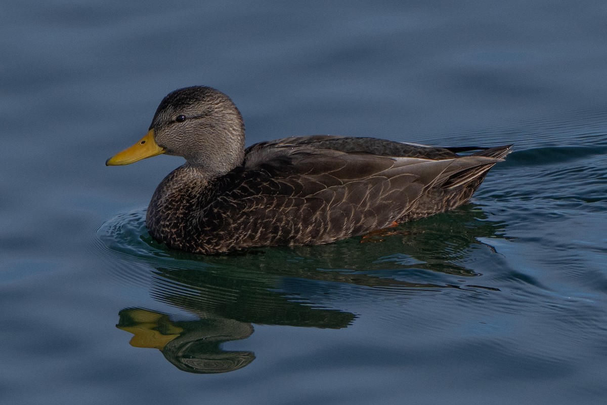 American Black Duck - ML646465147