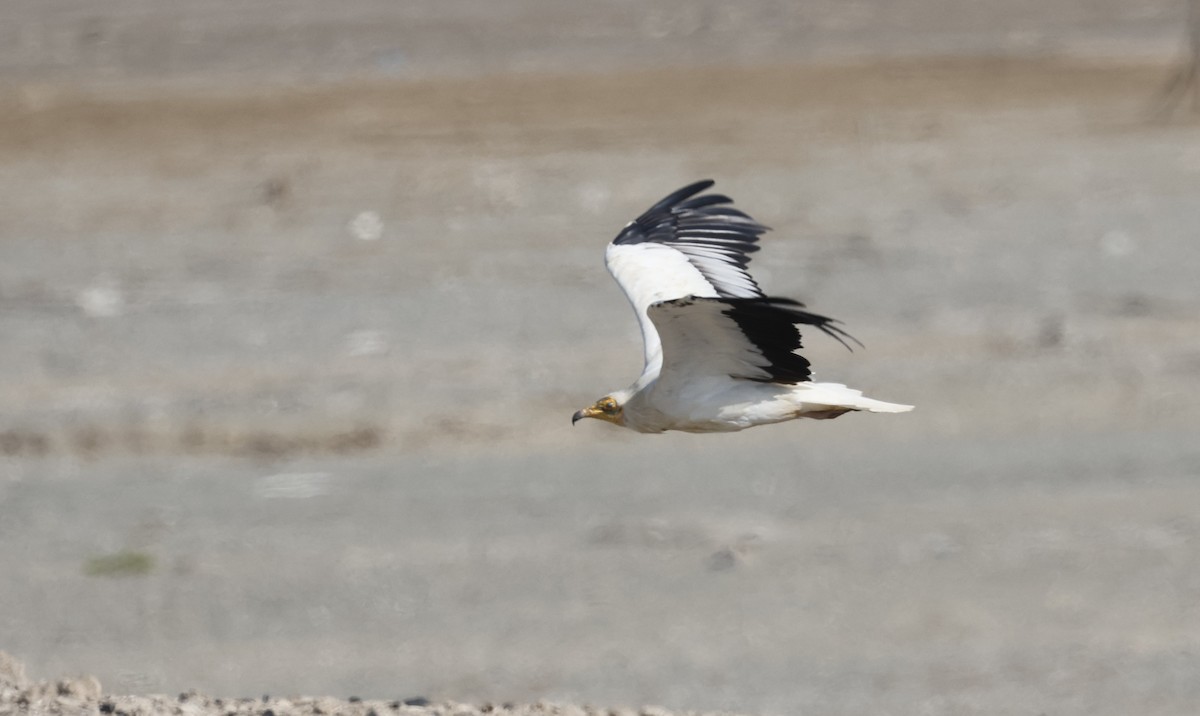 Sai zuria - ML646465148