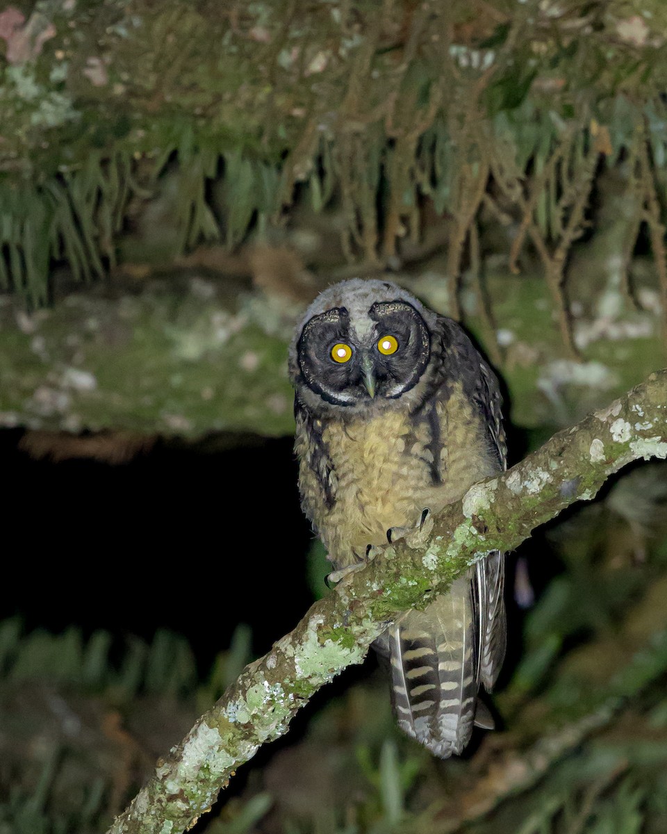 Stygian Owl - ML646465149