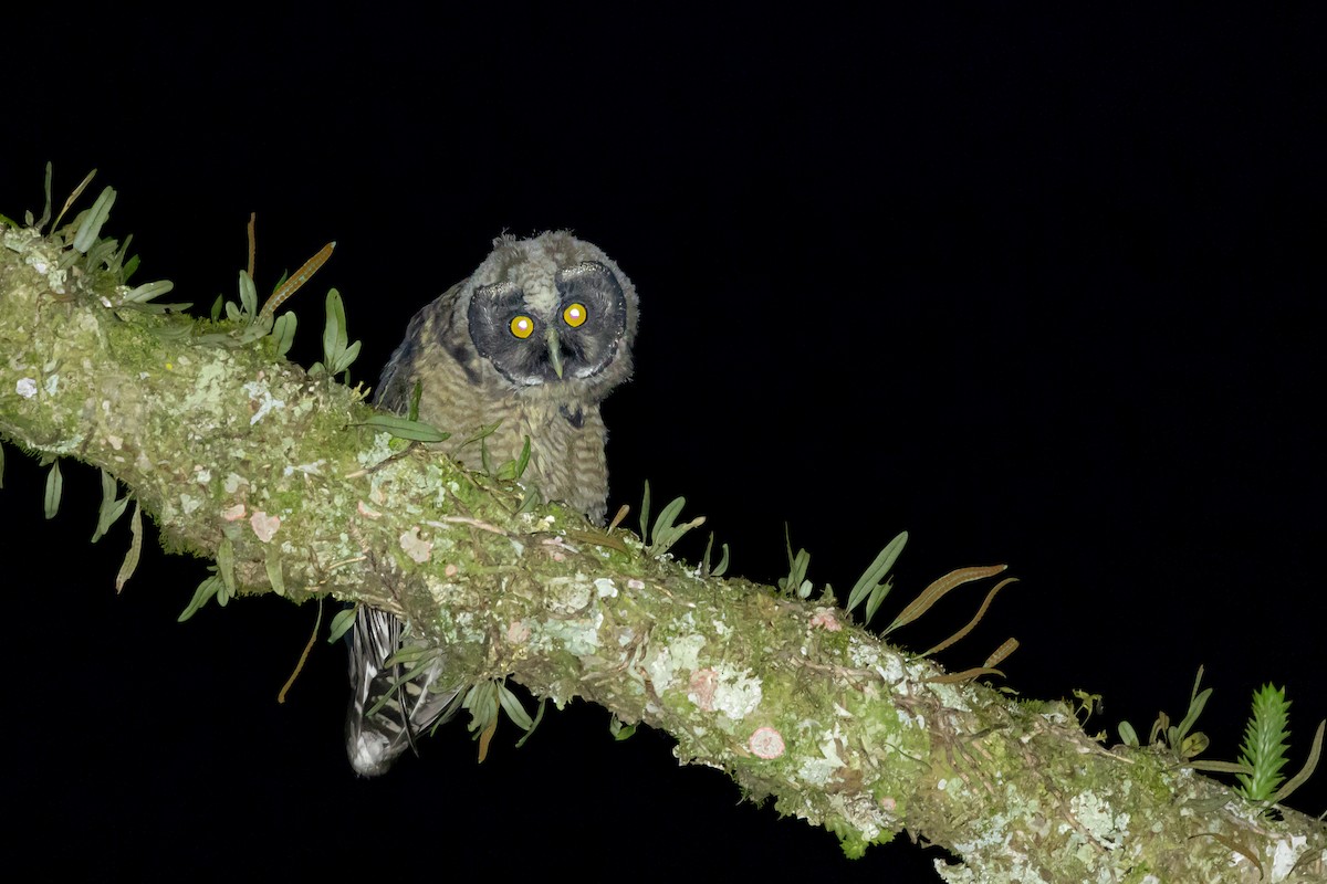 Stygian Owl - ML646465150