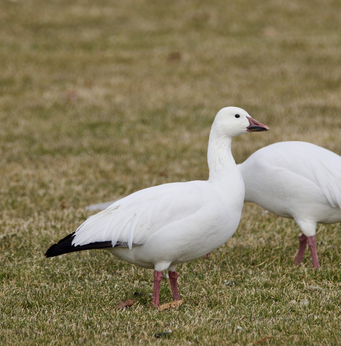 Snow Goose - ML646465153