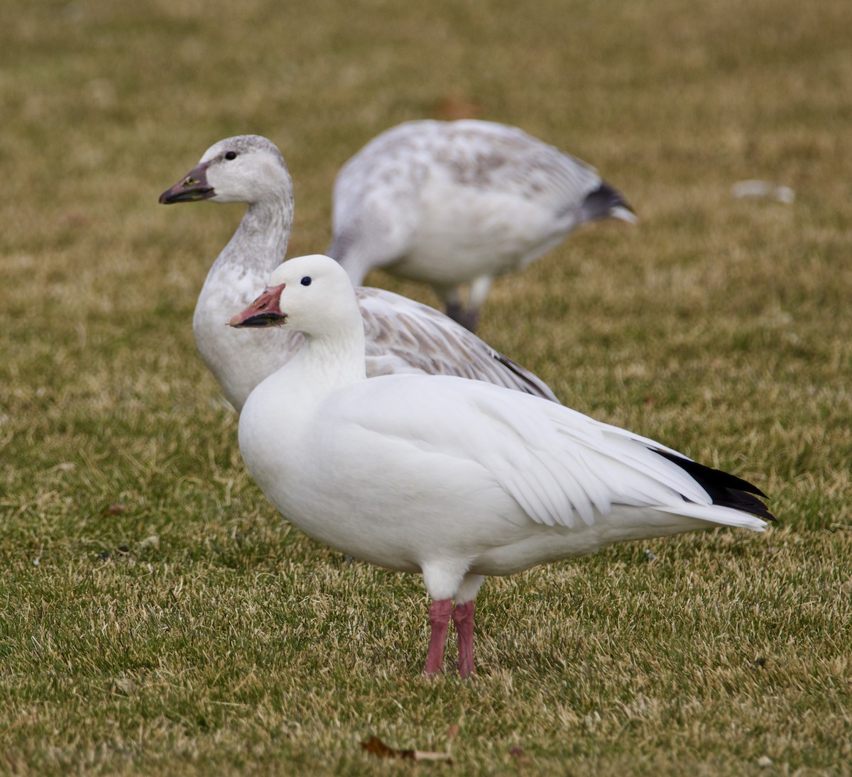 Snow Goose - ML646465154