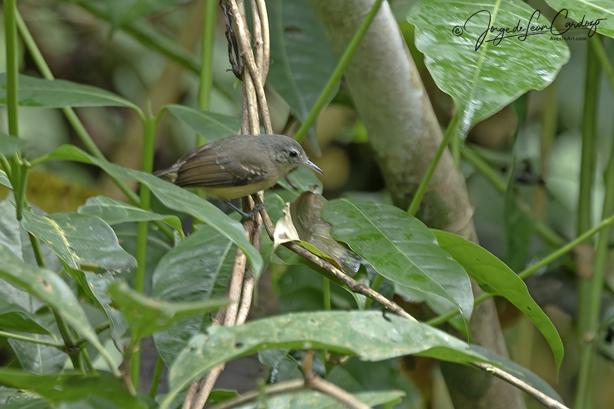 White-flanked Antwren - ML646465155