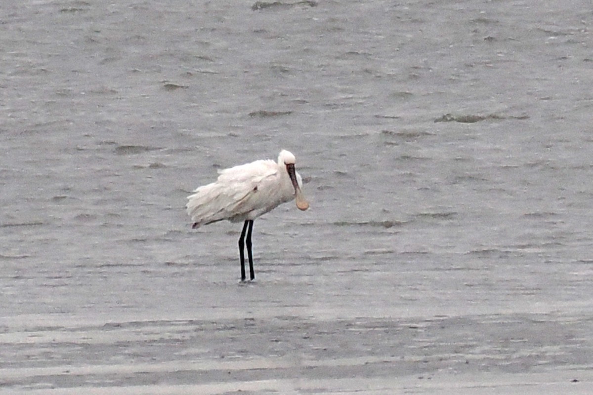 Халбаган хошуут - ML646465156