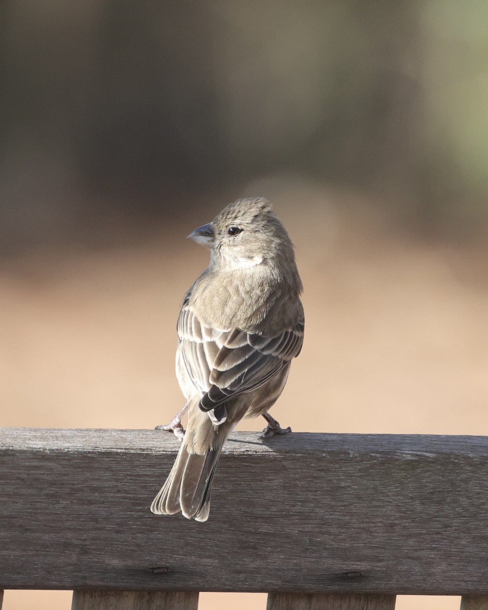 House Finch - ML646465157