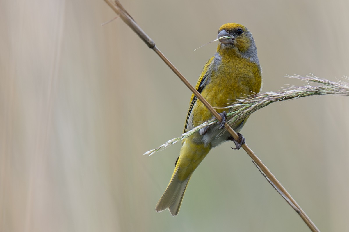 キガシラカナリア - ML646465159