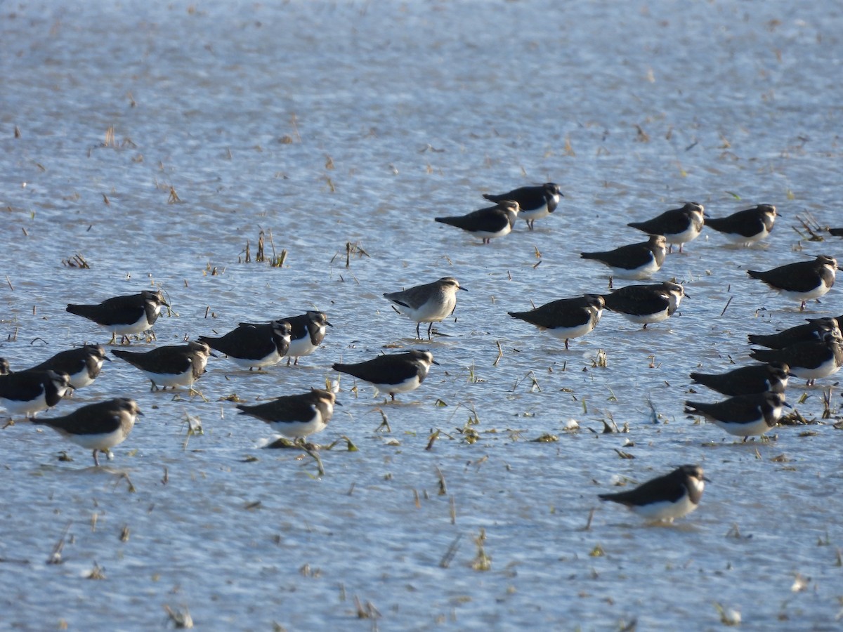 קיווית להקנית - ML646465163