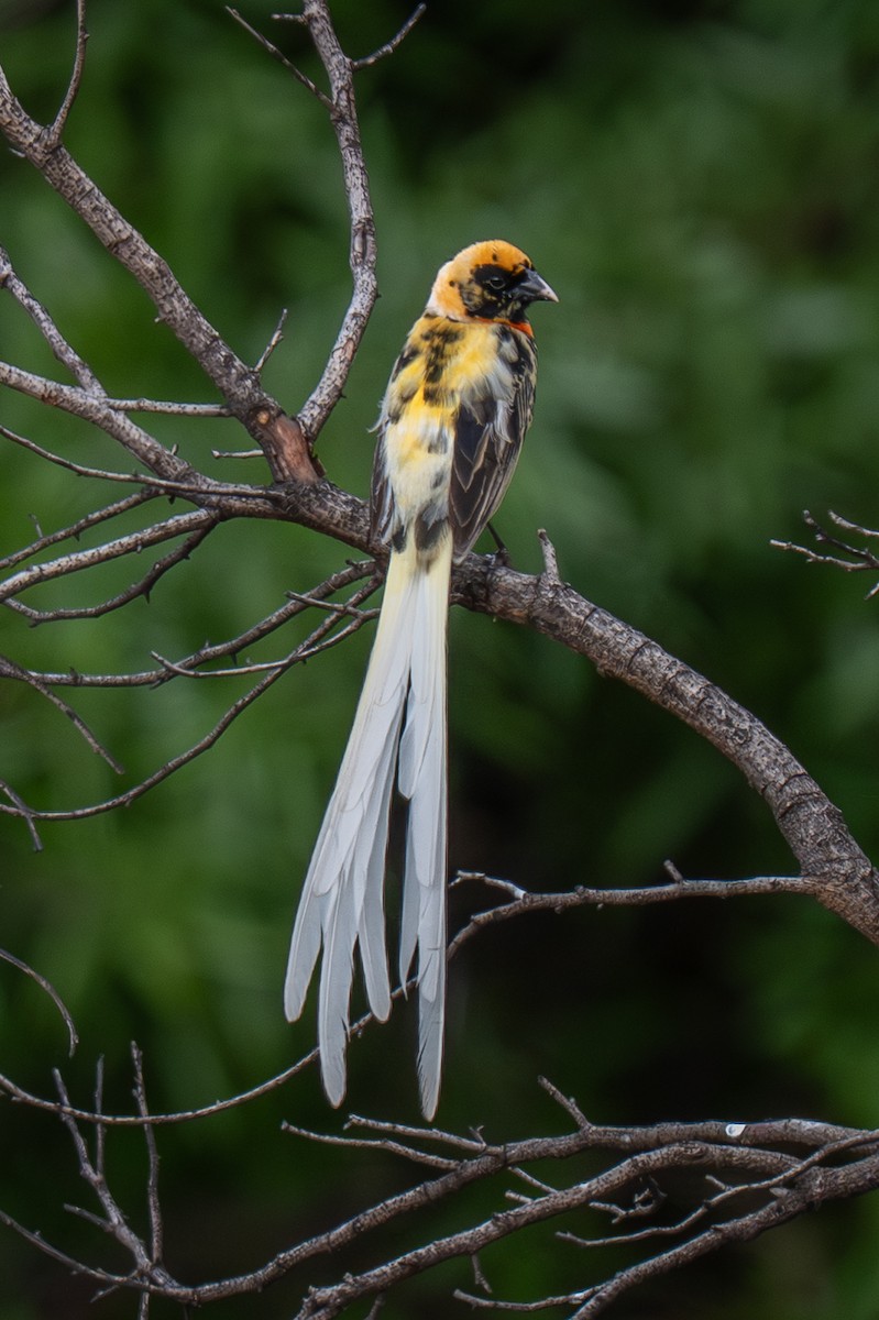 Red-collared Widowbird - ML646465172
