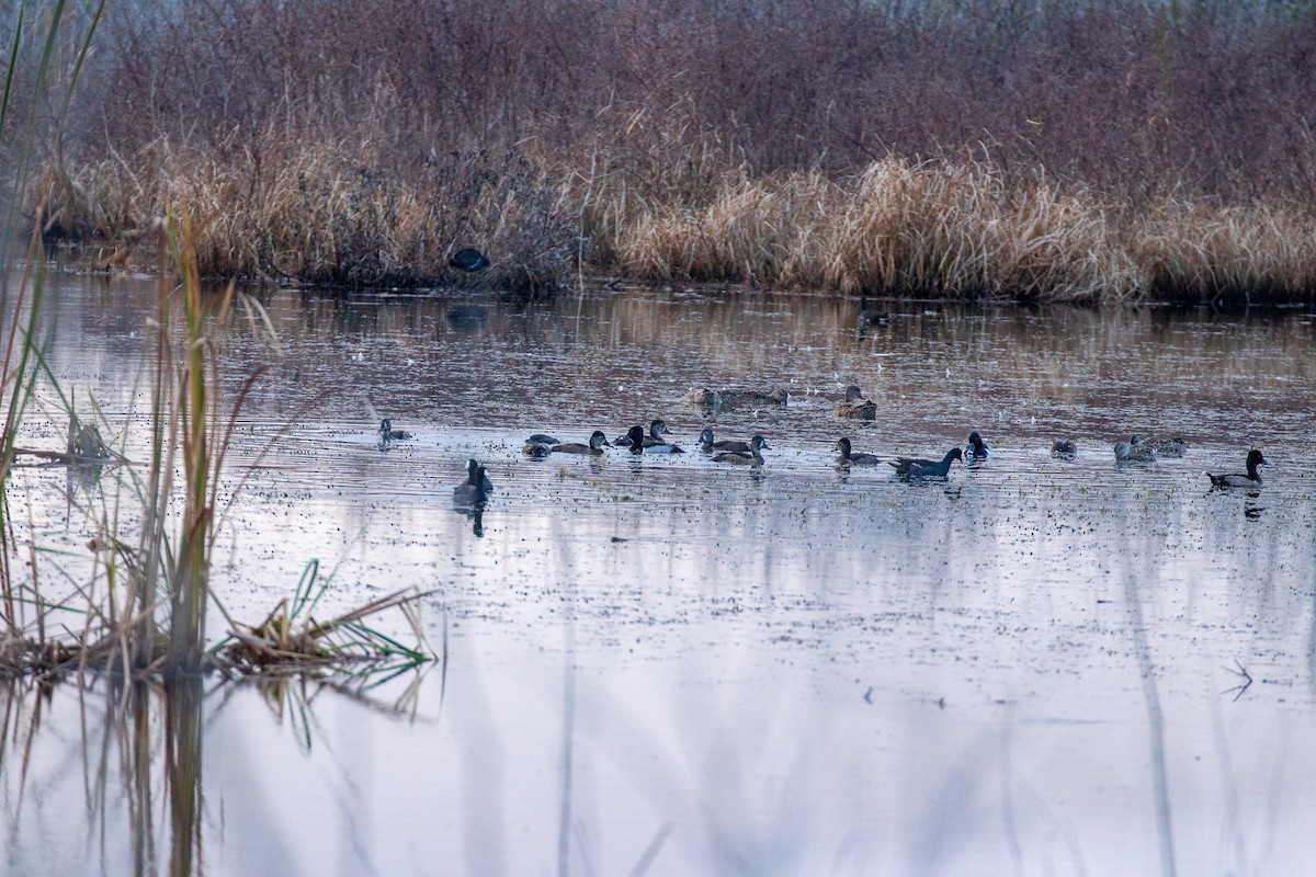 polák proužkozobý - ML646465174