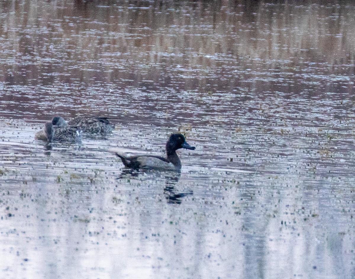 polák proužkozobý - ML646465175