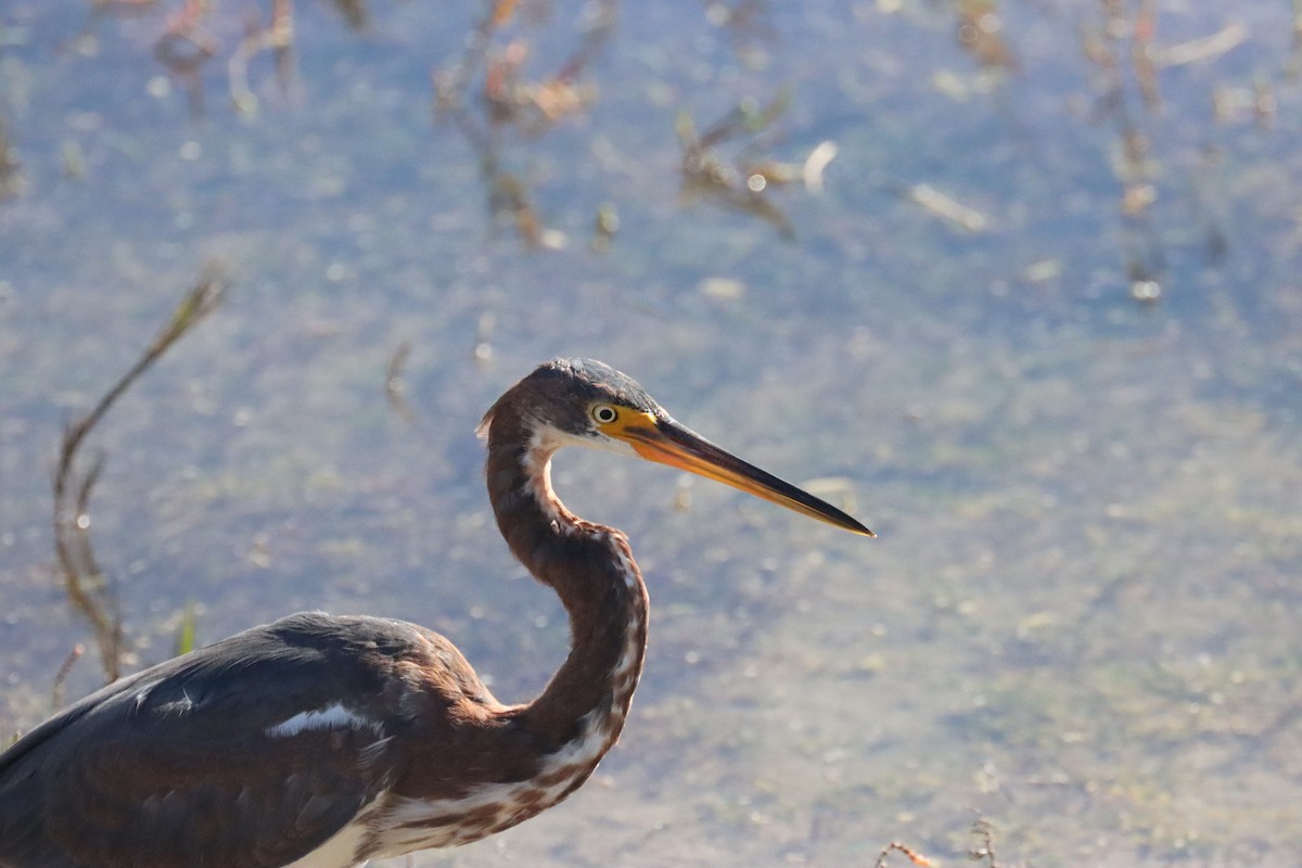 volavka tříbarvá - ML646465177