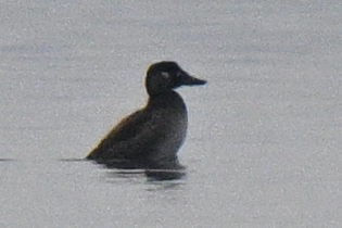 アラナミキンクロ - ML646465179