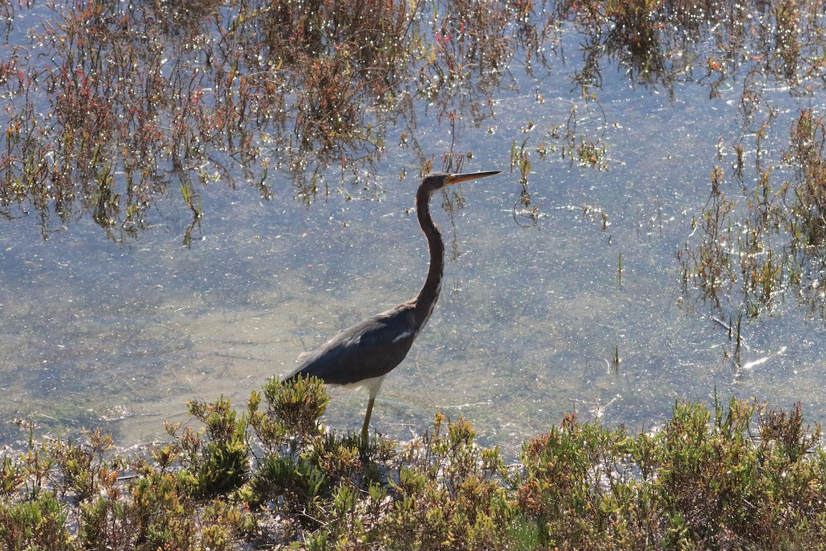 volavka tříbarvá - ML646465180