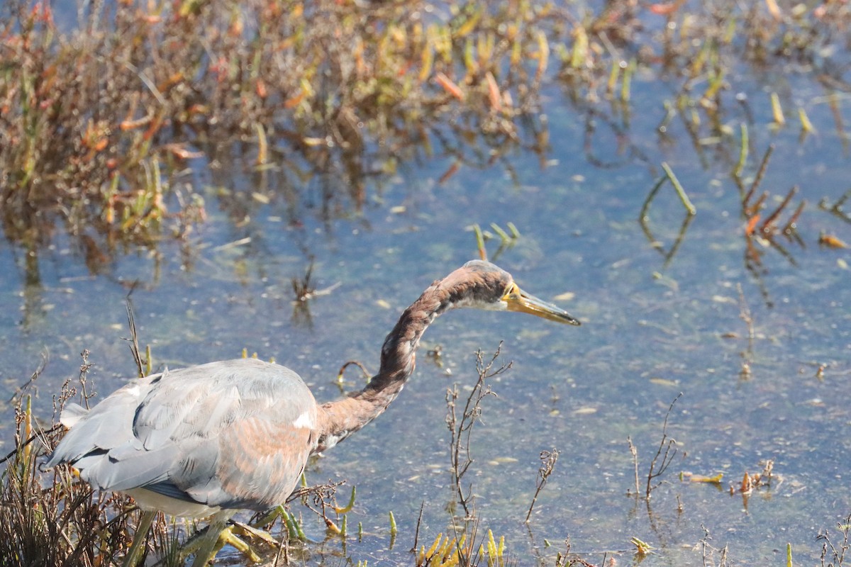 volavka tříbarvá - ML646465181