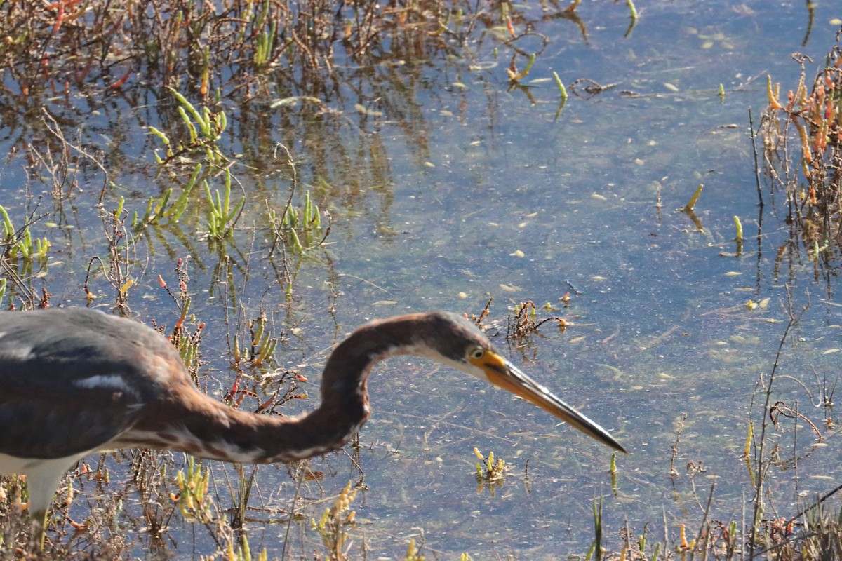 volavka tříbarvá - ML646465182
