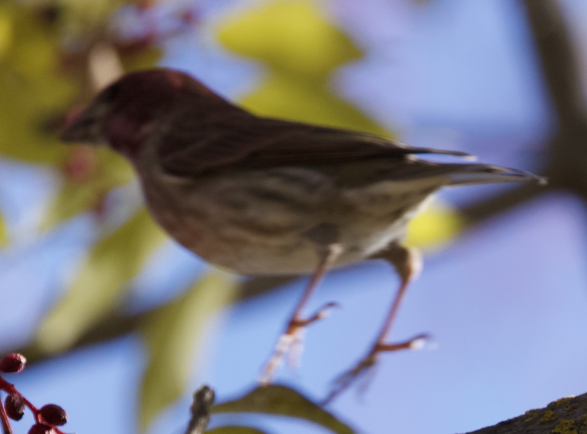 Purple Finch - ML646465183
