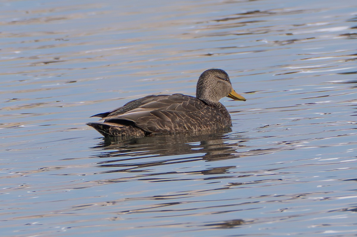 American Black Duck - ML646465184