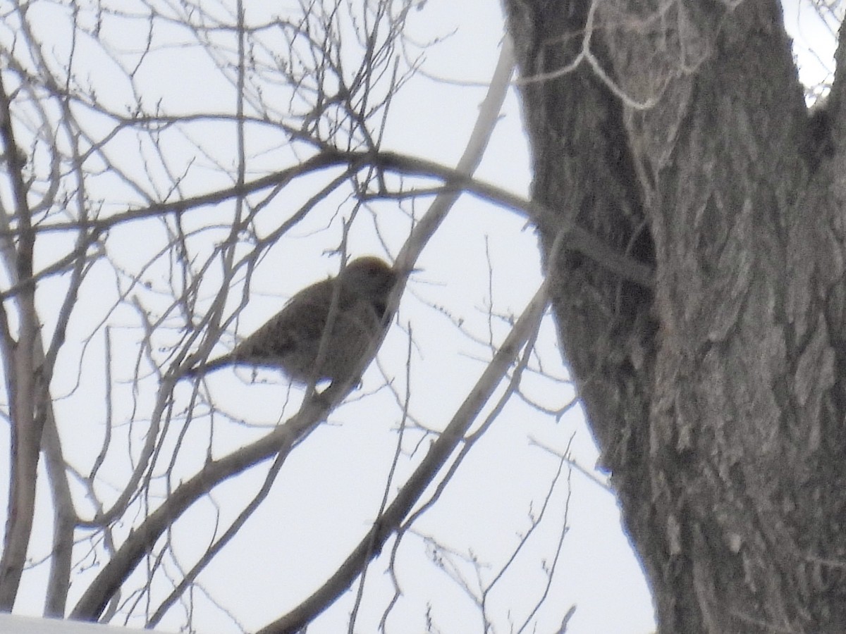 Northern Flicker - ML646465185