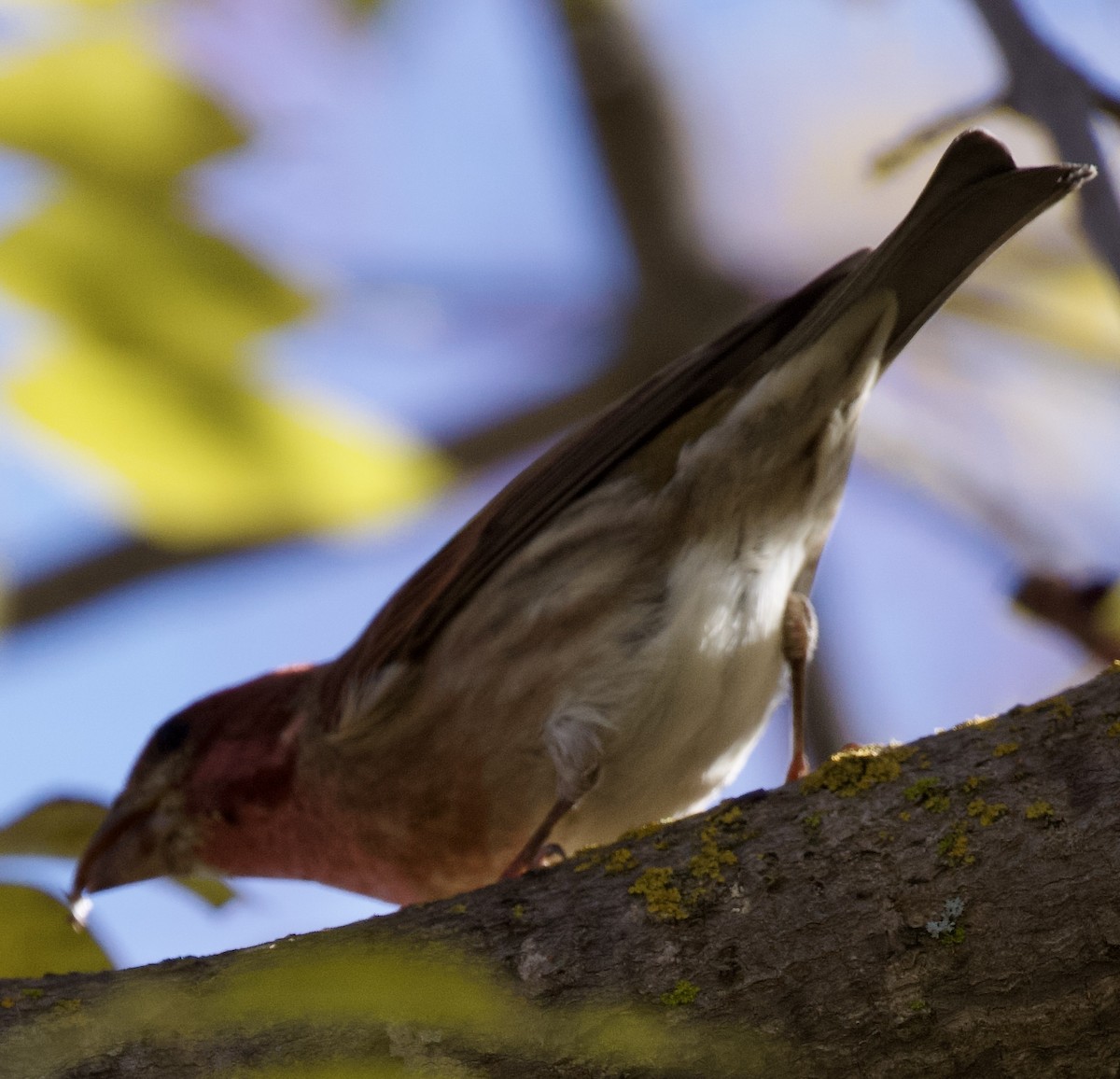 Purple Finch - ML646465186