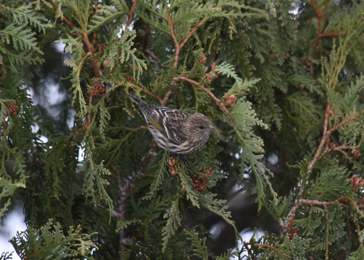 Pine Siskin - ML646465188