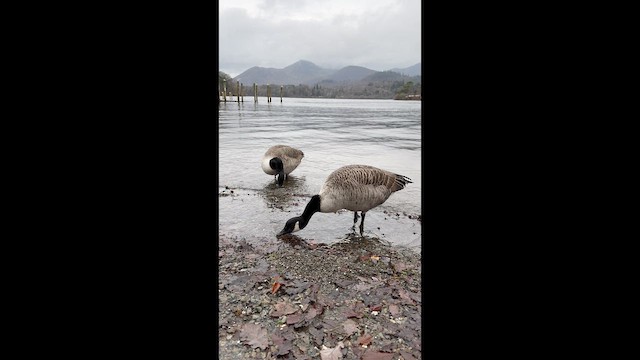 Canada Goose - ML646465189